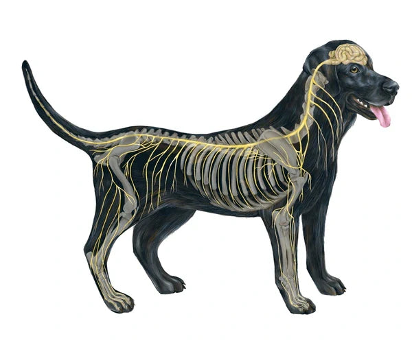 Brain and Nervous System