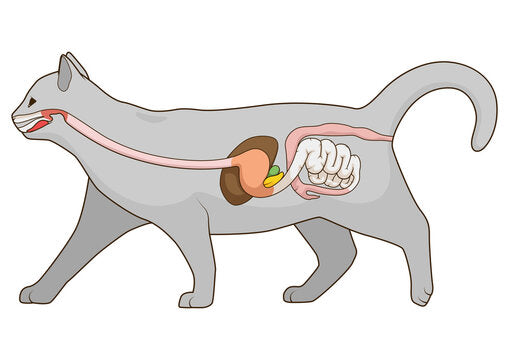 Digestive and Gastrointestinal