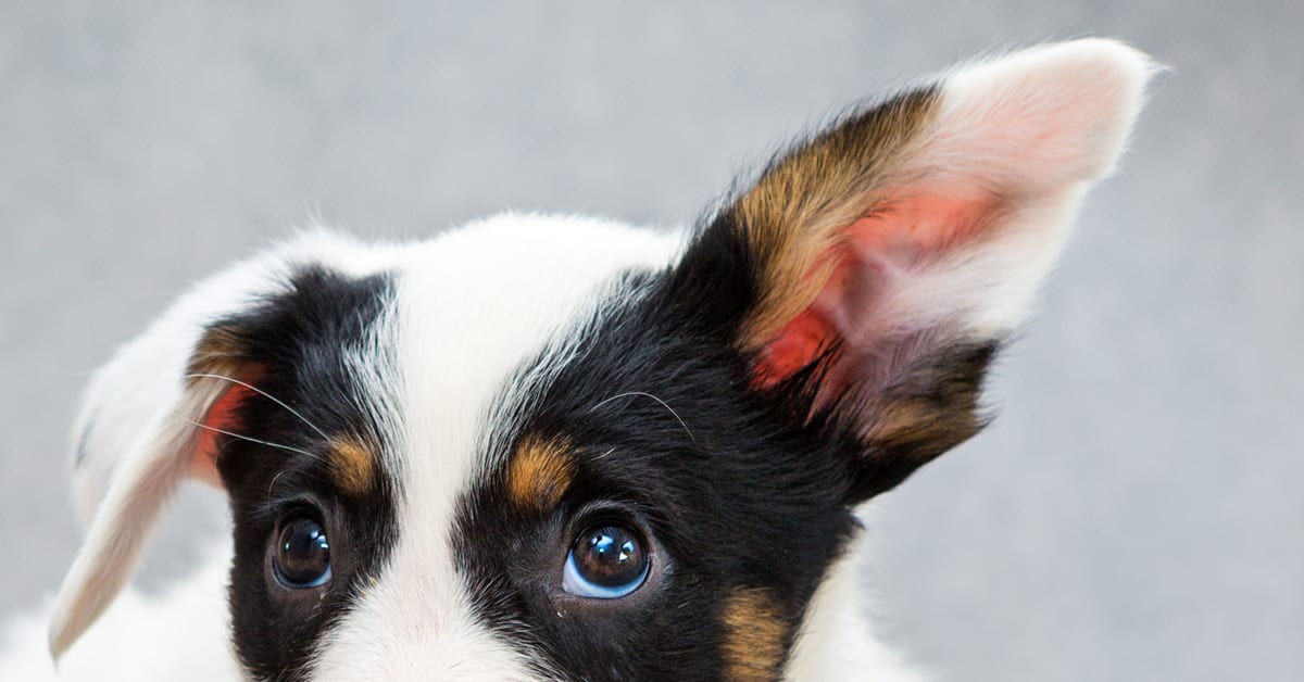 Eyes and Ears