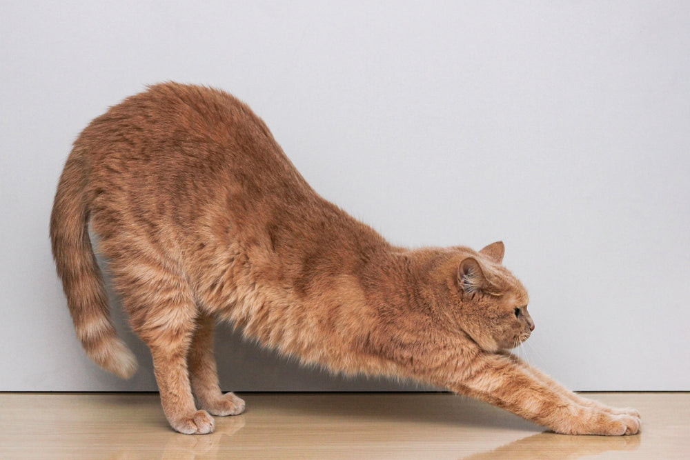 Joints and Mobility